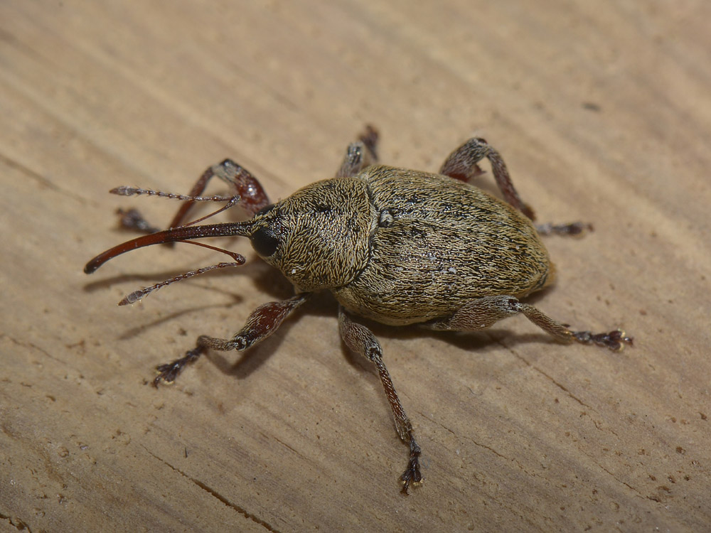 Curculio glandium